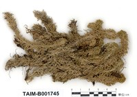 藏品(多枝泥炭苔)的圖片